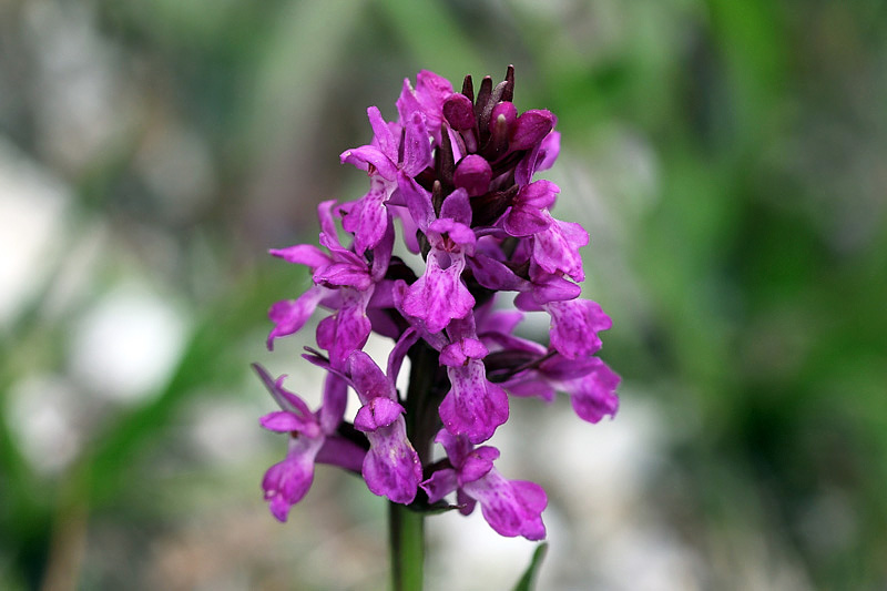 Orchidee dallAlto Adige